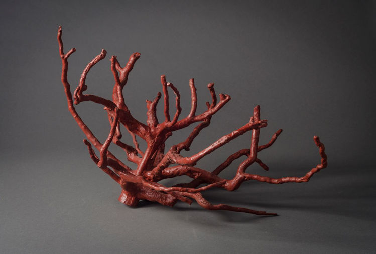 Picture of Root Maquet