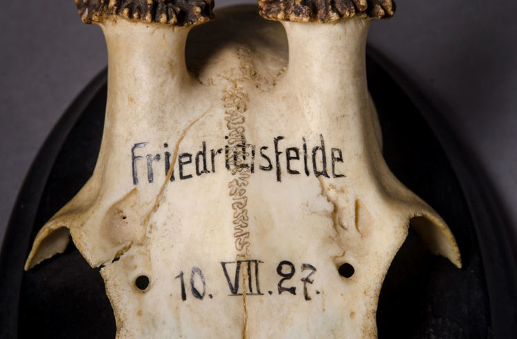 Picture of Antlers Ankershagen