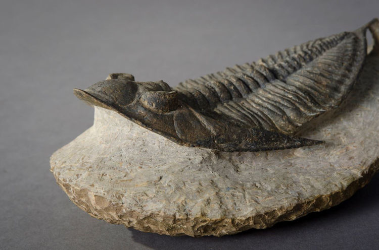 Picture of Cast Fossil