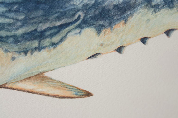 Picture of Albacore