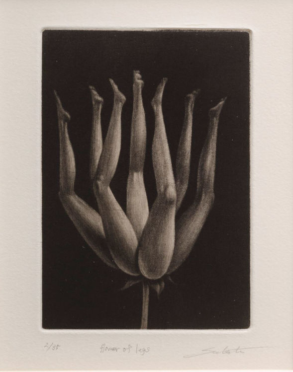Picture of Flower of Legs