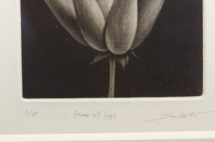 Picture of Flower of Legs