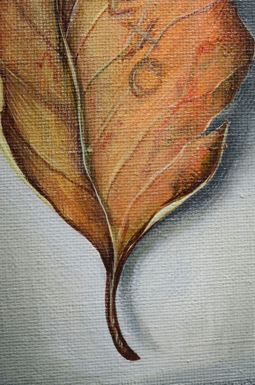 Picture of Leaf