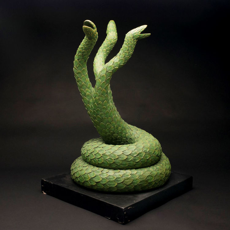 Picture of Squamata