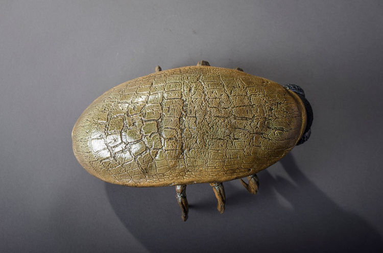 Picture of Large Scale Beetle